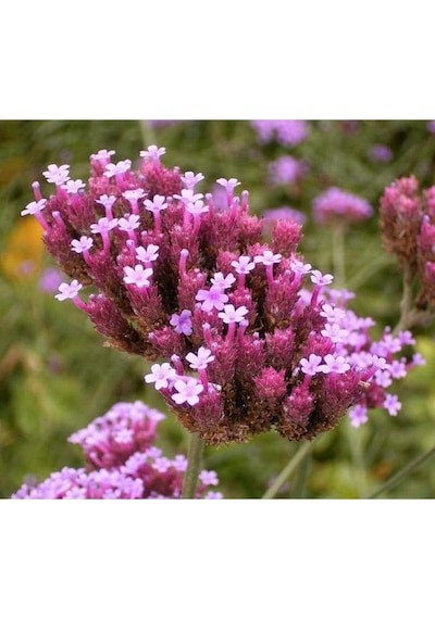 15 Adet Buenos Aıres Verbena Brazilian Purple Tohumu