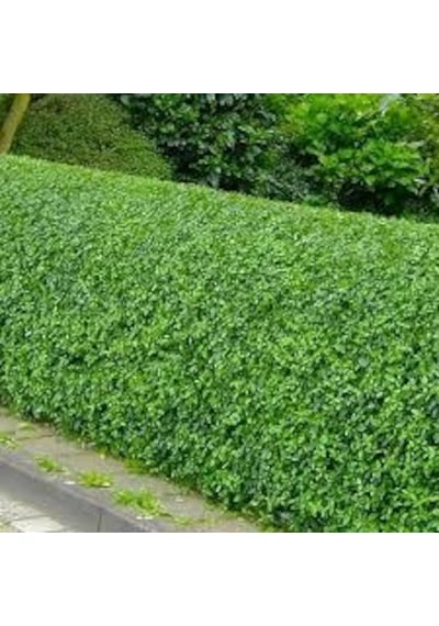 Ligustrum Kurtbağrı 200 Adet - Çit Bitkisi