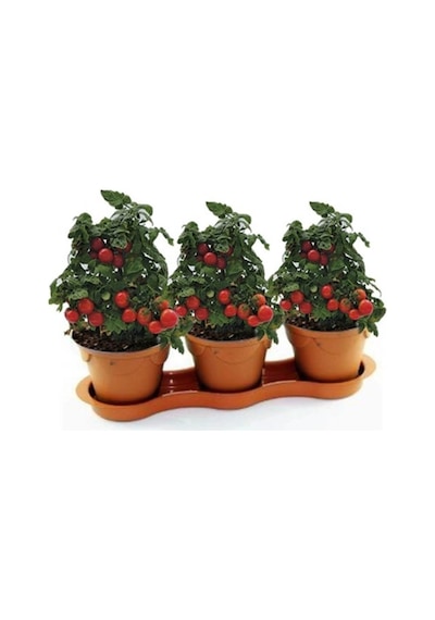 Saksılık Domates Tohumu Ekim Seti 10 Tohum + Saksı + Toprak