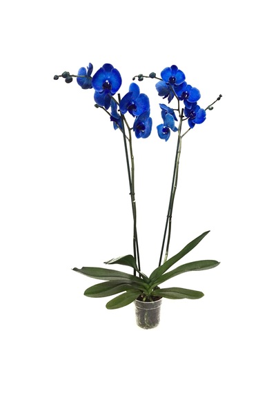 Phalaenopsis Blue (Mavi Orkide)12 CM 70-80 CM