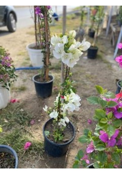 Sarmaşık Begonvil Bitkisi Bougainvillea