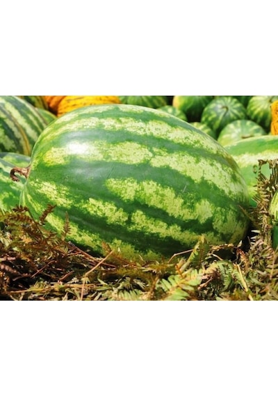 Eko Paket Meşhur Crimson Sweet Karpuz Tohumu 100 Adet Tohumu