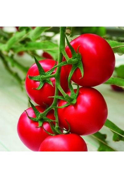 Sunagri Tohumculuk Sırık Salkım Domates Tohumu 50 Adet