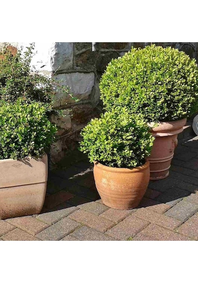 Tüplü Buxus Şimşir Fidanı