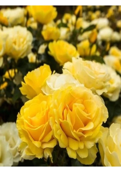 Videolu Sarı Renkli 1 Adet Bulgar Gülü Çiçeği Fidanı 30-60cm Saksılı Bulgarian Rose Sapling