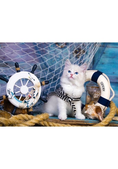 Enjoy Puzzle 1000 Parça Kaptan Kedi Yavrusu Puzzle
