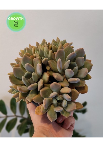 Pachyveria Draco Sukulent 1 Adet