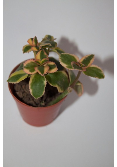 Crassula Sarmentosa Variegata Sarkan Sukulent Tekli 5,5 Cm Saksıda