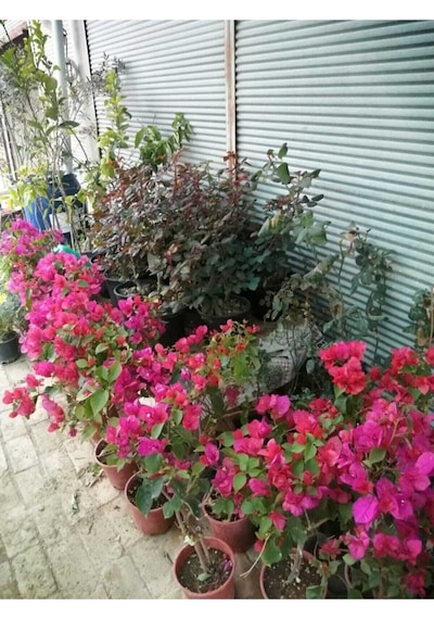 Begonvil Çiçeği Bougainvillea Bahçe Balkon Teras