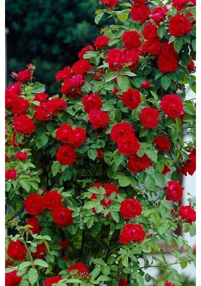 Videolu Mis Kokulu Kırmızı Sarılıcı Gül 90-120 Cm Tüplü Dış Mekan Ağaçları Red Rose