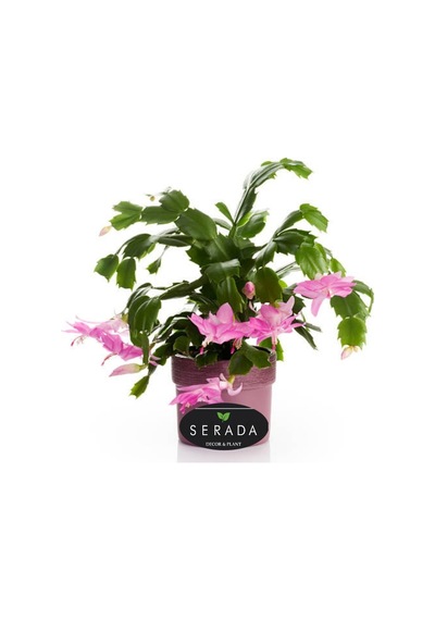 Pembe Renk Yılbaşı Çiçeği 1 Adet 10-15cm Pink Schlumbergera
