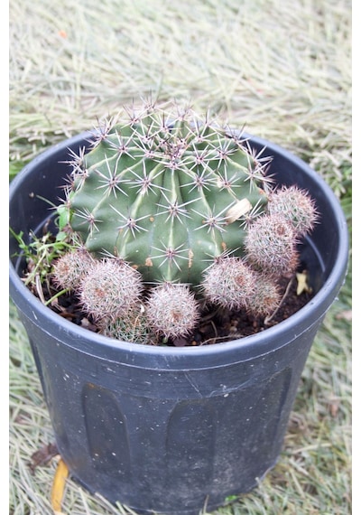 Örümcek Kaktüsü Gymnocalycium Baldianum Büyük Boy Kaktüs