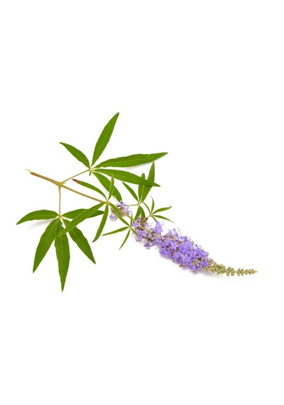 Daye Hatun Vitex Chaste Seed Tincture Alkolsüz Sirkesiz Hayıt Tentürü 50 ML