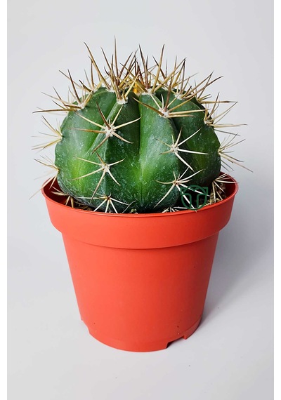 Şapkalı Kaktüs Melocactus Matanzanus 12 Cm Kırmızı Saksıda