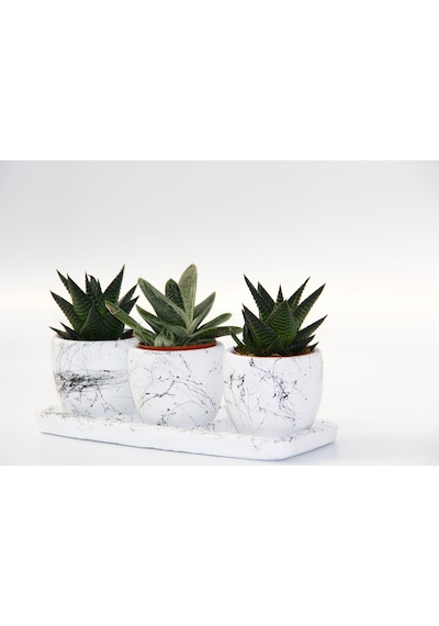 Trio Beyaz Sukulent Seti - Haworthia. Gasteria Obliqua