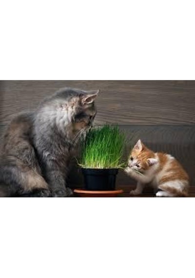 50 Adet Tohum Kedi Çimi Tohumu Çim Tohumu Kedi Çimi Saksı Toprak Sürpriz Hediye Tohumla Gönderilir