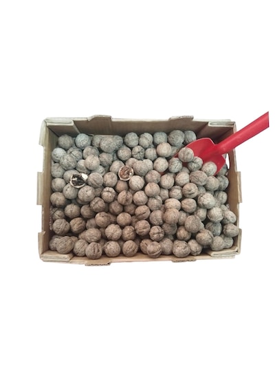 Yerli Ata Tohumu Topak Cinsi Yağlı Kabuklu Ceviz 1 KG
