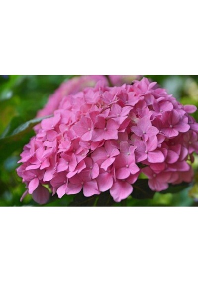 Videolu Pembe Çiçekli Ortanca Fidanı 30-55 Cm Tüplü Çiçekli Bodur Bitkiler Pink Hydrangea