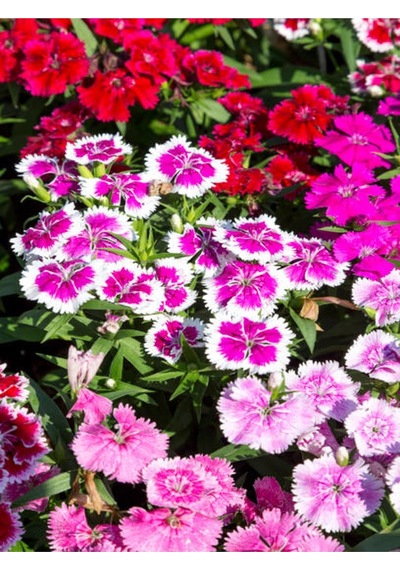 Pembe Renk Hüsnüyusuf Çiçeği Fidanı 1 Adet 20-30 Cm Tüplü Çiçekli Bodur Pink Sweet William