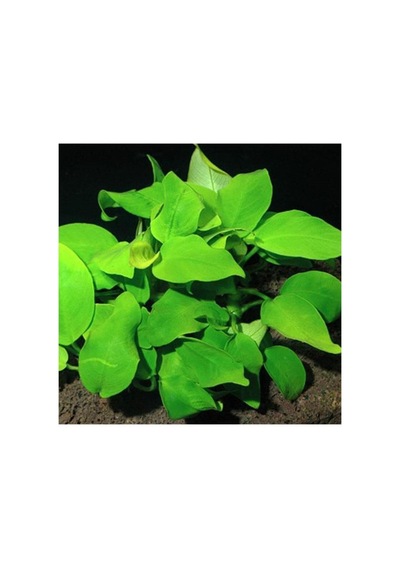 Anubias Species 5-6 Yapraklı Kök Canlı Bitki
