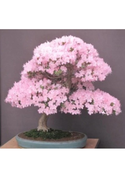 Ithal Cherry Blossom Bonzai Ağacı Tohumu Ekim Seti