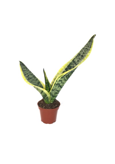 Sansevieria Trifasciata (Paşa Kılıcı) Ø8,5 CM Y10-15 CM