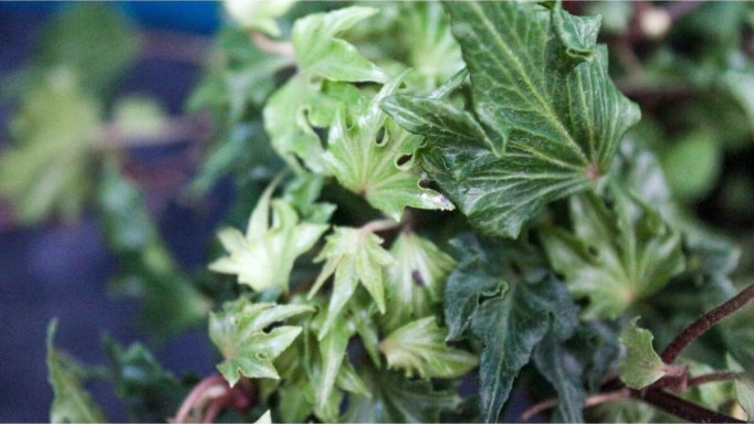 Çınar Yapraklı Hedera Helix Sarmaşık Duvar Orman Sarmaşığı 10-20 Cm
