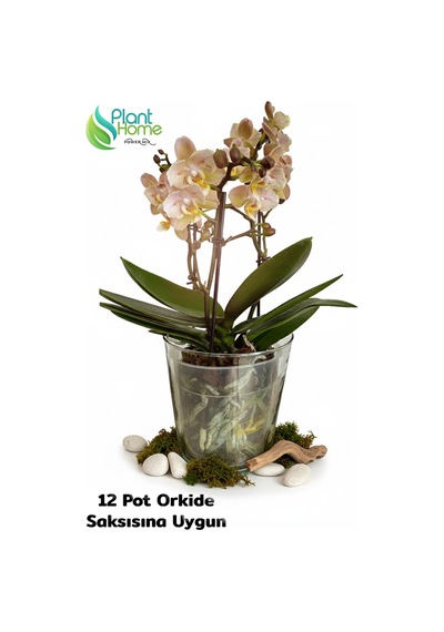 Cam Orkide Saksısı - 12 Pot Cam Orkide Saksısı - Cam Saksı Vazo