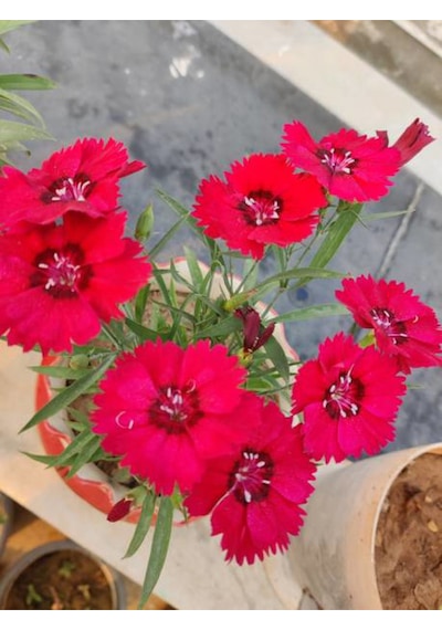 Hüsnüyusuf Çiçeği Fidanı Sweet William Kırmızı Mini Saksılı 1 Adet