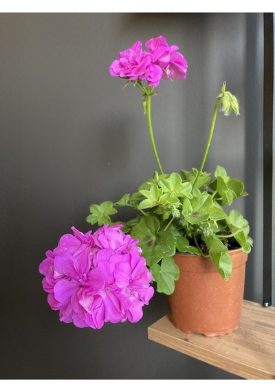 Sakız Çiçeği Rengi Koyu Pembedir. Boyutu 10 Cm / 15 Cm Dir.