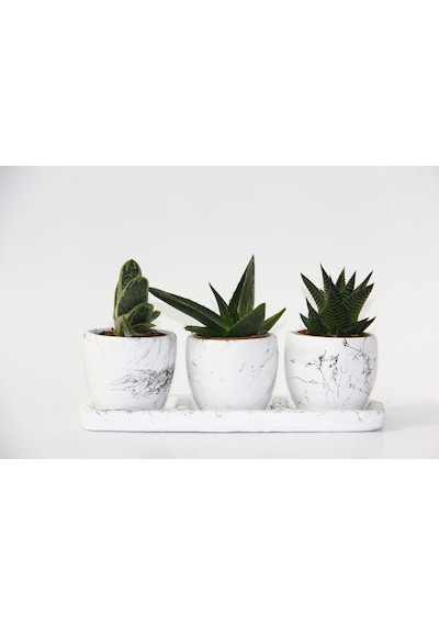 Trio Beyaz Sukulent Seti - Haworthia. Gasteria. Aloe Ferox