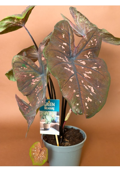 Caladium Caladium Bicolor 63 Cm Bordo Yapraklı Form