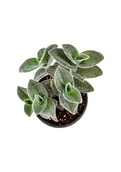 Tüylü Telgraf Çiçeği (Tradescantia Sillamontana)