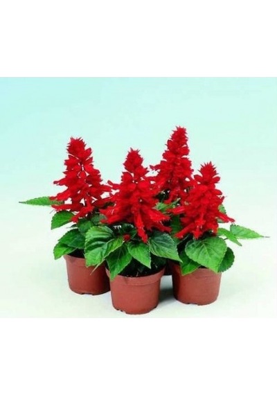 Ateş Çiçeği Salvia Splendens 20 Adet