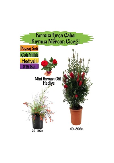 Kırmızı Fırça Çalısı+kırmızı Mercan Çiçeği+mini Gül Peyzaj Seti