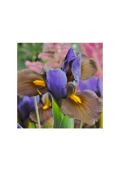 Golden Beauty Iris Süsen Soğanı - 10 Adet