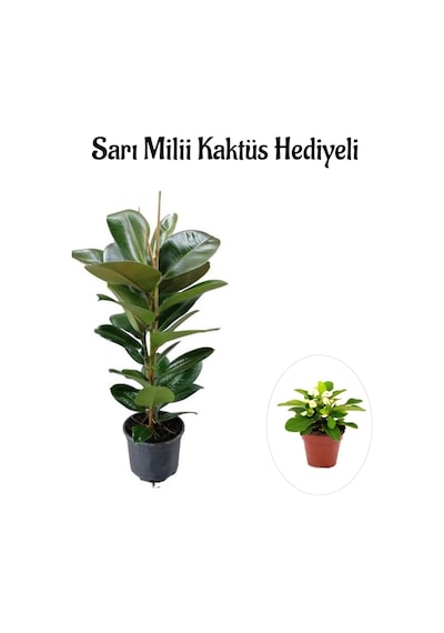 Parlak Canlı Yapraklı Kauçuk Bitkisi Sevgililer Gününe Özel Sarı Milii Kaktüs Hediyeli