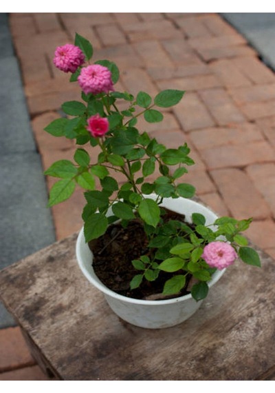 Pembe Yediveren Gül 25 35 Cm Saksıda Aşılı Gül Fidanı Pink Rose