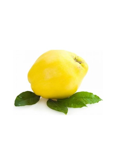 Limon Ekşi Ayva Fidanı Aşılı - 2 Yaş Tüplü 100 Cm