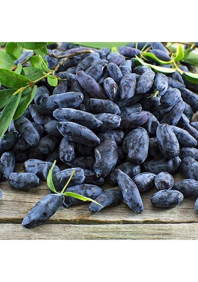 2 Yaş Bal Yemişi Fidanı Lonicera Caerulea Tatlı Ve Besleyici