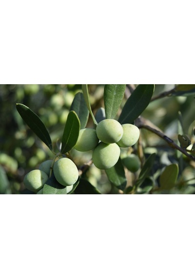 Tüplü Gemlik Zeytin Fidanı 2 Adet