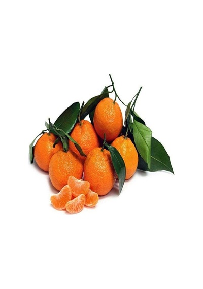 Tüplü Aşılı Satsuma Mandalina Fidanı 2 Yaş 100-120 Cm