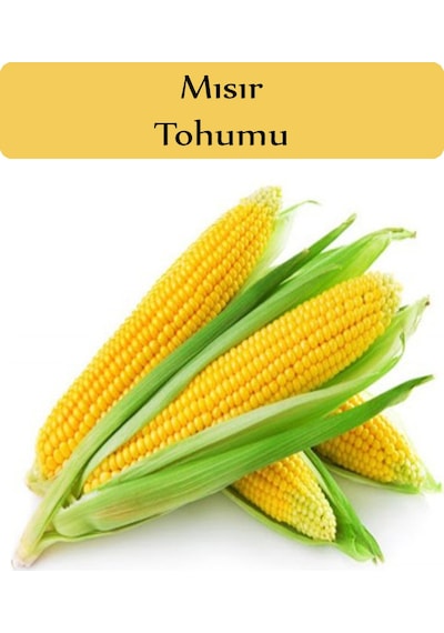 Tatlı Mısır Tohumu 1 Paket 10GR=45+ Adet Mısır Tohumu