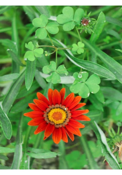 Videolu 10'lu Kırmızı Gazanya Koyun Gözü Çiçeği Fidanı 25-40 Cm Saksılı Çiçekli Bodur Gazania