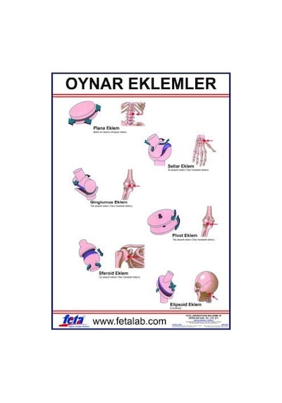 Oynar Eklem Hareketlerini Gösteren Eğitim Plakası
