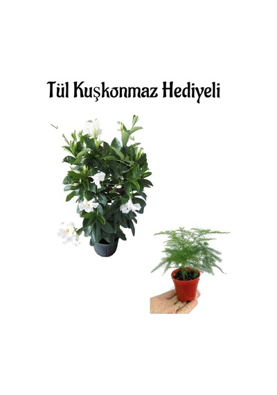 Kokulu Beyaz Renk Mandevilla Sarmaşığı Sevgililer Gününe Özel Tül Hediyeli