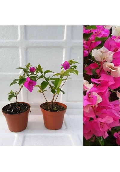Videolu 2'li Pembe Begonvil Çiçeği Bitkisi 65-110 Cm Saksılı Çiçekli Bodur Bitkiler Bougainvillea