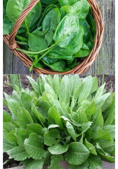 Geniş Yapraklı Kuzukulağı Labada Tohumu Atalık Large Leaf Sorrel