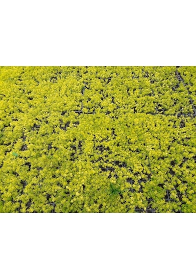 Sarı Sedum 5 Adet - Yer Örtücü Çok Yıllık Bitki