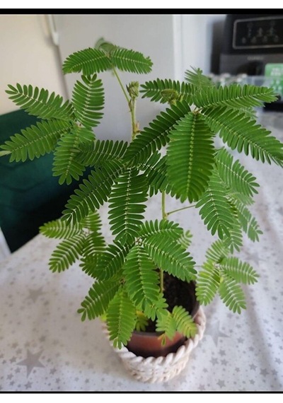 Küstüm Çiçeği Fidesi 15-25 Cm Saksida